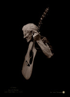 Doc Watson