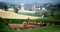 Rural Retreat Dairy Farm